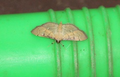 Spilomelinae