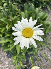 Leucanthemum