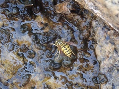 Vespula sulphurea