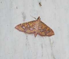 Ischnurges gratiosalis