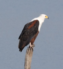 Haliaeetus vocifer
