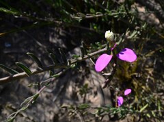 Polygala peduncularis