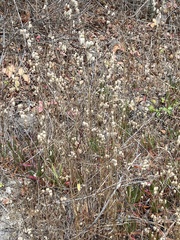 Eriogonum
