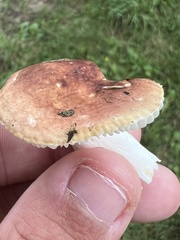 Russula rosacea