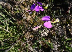 Polygala peduncularis