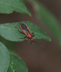 Reduviidae