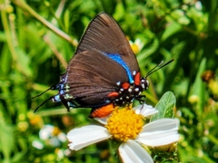 Atlides halesus