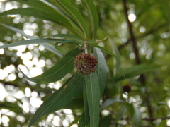 Cephalanthus salicifolius