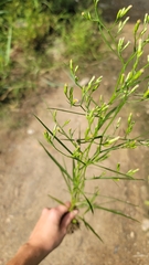 Symphyotrichum subulatum