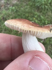 Russula rosacea