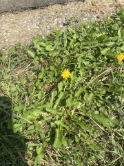 Taraxacum officinale