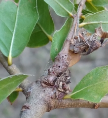 Andricus torreyaensis