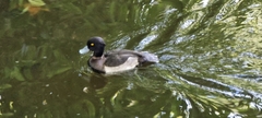 Aythya fuligula
