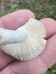 Russula rosacea