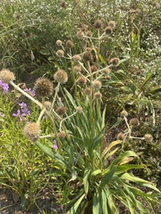 Eryngium yuccifolium