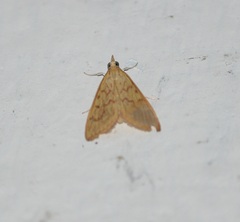 Lepidoptera