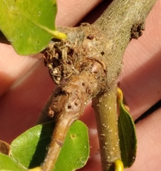 Andricus torreyaensis