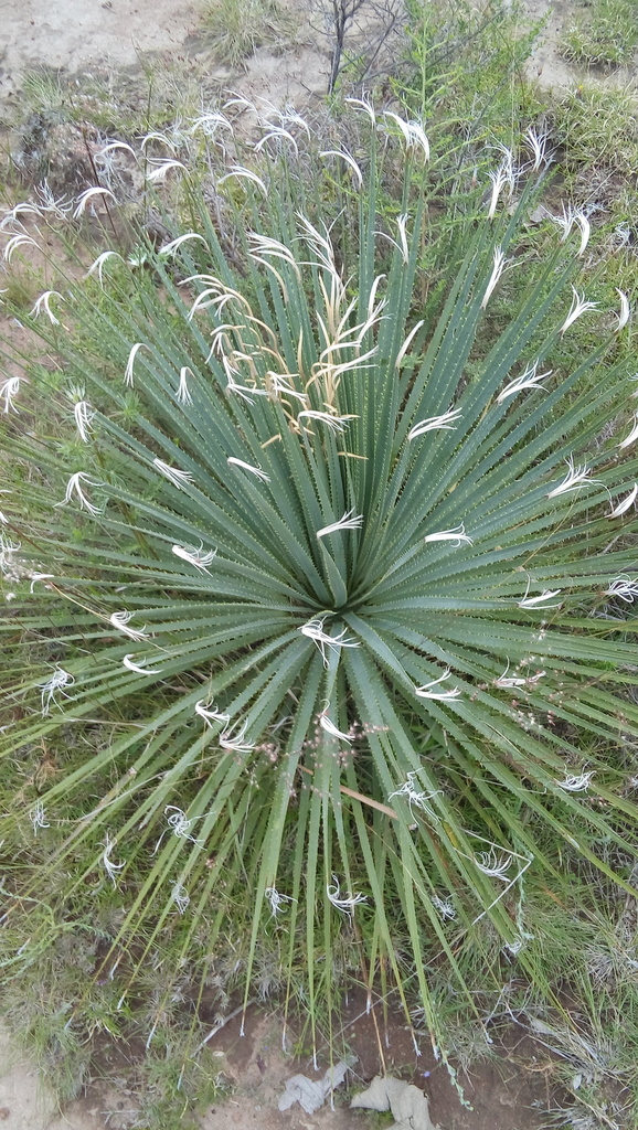 Dasylirion parryanum