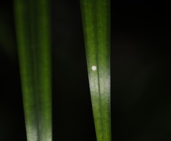 Gangara thyrsis