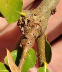 Andricus torreyaensis