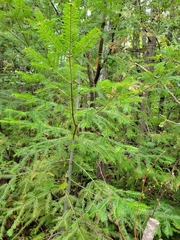 Abies balsamea