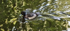 Aythya fuligula