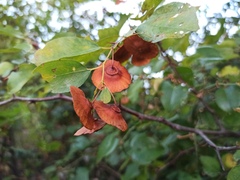 Paliurus spina-christi