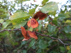 Paliurus spina-christi