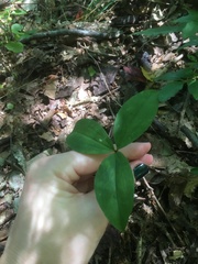 Trillium catesbaei