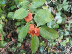 Paliurus spina-christi