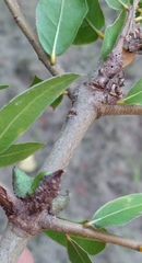 Andricus torreyaensis