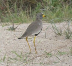 Vanellus senegallus