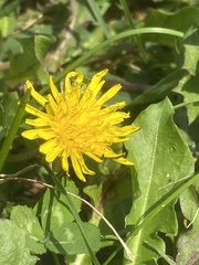 Taraxacum officinale
