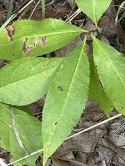 Microtechnites bractatus