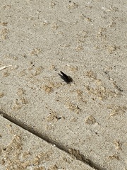 Dissosteira carolina