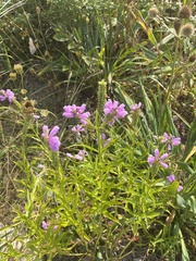 Physostegia virginiana