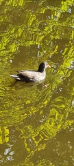 Gallinula chloropus
