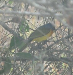 Telophorus sulfureopectus