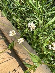 Persicaria sagittata