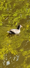 Gallinula chloropus