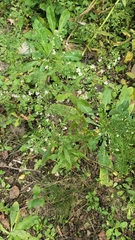 Symphyotrichum lateriflorum