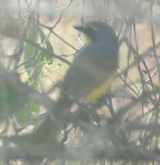 Telophorus sulfureopectus