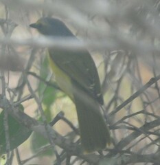 Telophorus sulfureopectus