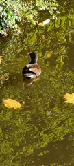 Gallinula chloropus