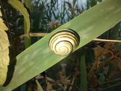 Caucasotachea vindobonensis