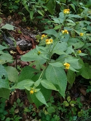 Greenmaniella resinosa