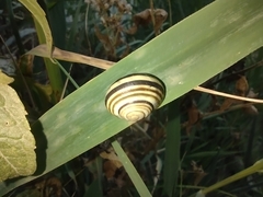 Caucasotachea vindobonensis