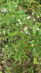 Symphyotrichum lateriflorum