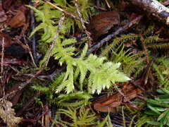 Homalothecium megaptilum