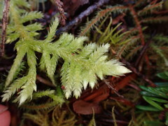 Homalothecium megaptilum